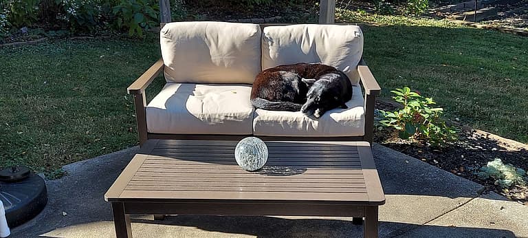Dog rescue: Everyone Was Terrified of My Dog Until I Did This One Simple Thing
