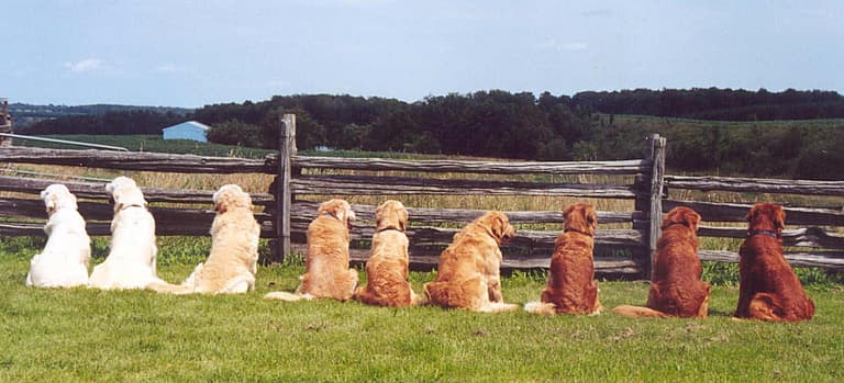 different color Golden Retrievers