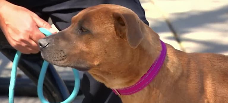 Dog rescue: Stray Pit Bull Shot 25+ Times Still Loving After Rescuing Her 15 Pups