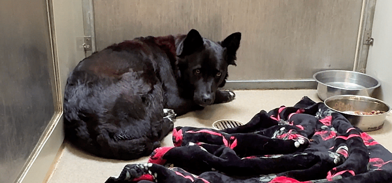 Sitting With Dogs - Honey