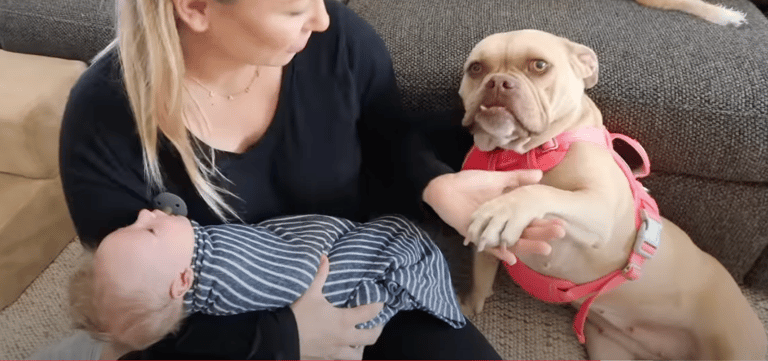 American Bulldog's Heartwarming Encounter with Newborn Baby