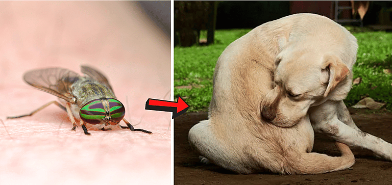 Horse Fly Bite On a Dog