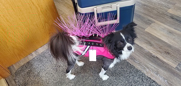 Coyote Vests For Dogs