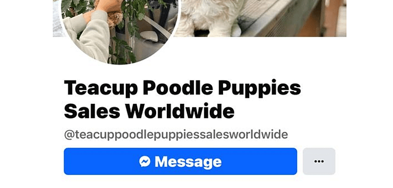 Thinking of a New Puppy? Experts Highlight 7 Red Flags That Could Signal a Scam