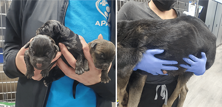 Dog rescue: Newborn Pups Cling To Injured Mom Through Bitter Cold Detroit Nights