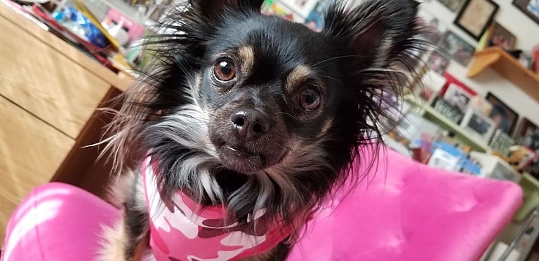 Dog Rescue: Tiny 6 Pound Stray Was Rejected For Being “Too Old”