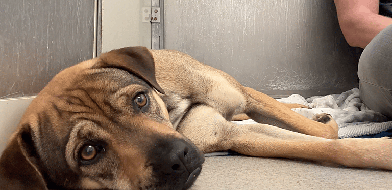 Sitting with dogs 39 - Dory