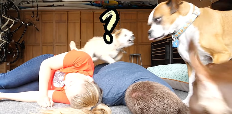 Loyal Pup Springs into Action When Owners Pretend to Faint