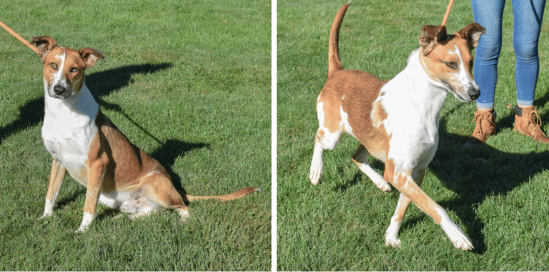 Meet Santo: The Stunning Greyhound Mix With Magical Eyes Awaiting His Forever Home!