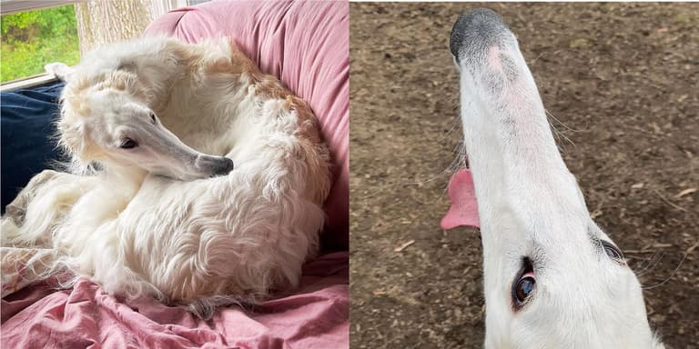 Dog with long nose