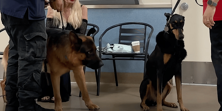 One-Eared German Shepherd