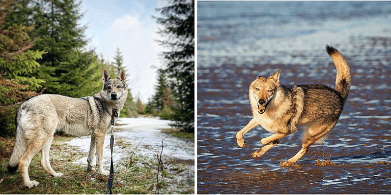 Czechoslovakian Wolfdog