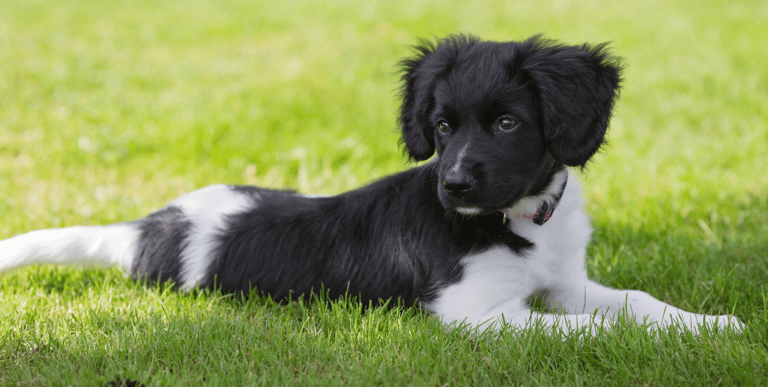 Dog Breeds On The Brink Of Extinction