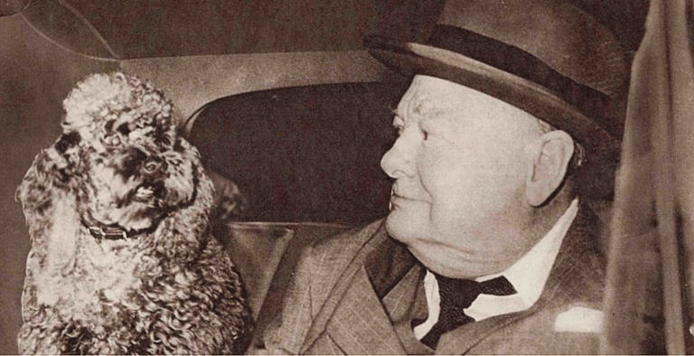 Rufus, Winston Churchill's Poodle