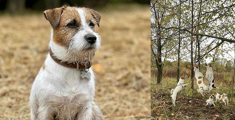 dogs that struggle in urban environment