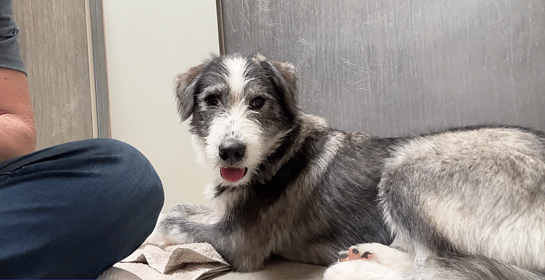 Sitting with dogs: Woody & Buzz