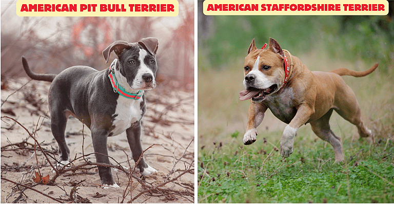 American Pit Bull Terriers vsAmerican Staffordshire Terriers