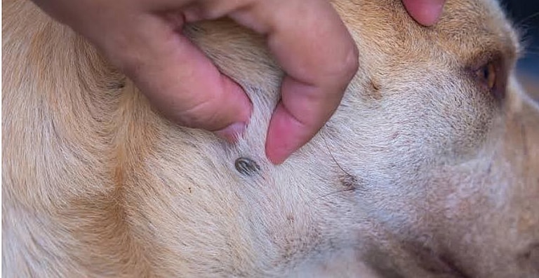 Happy Tears as Malnourished Stray Husky With Tick Paralysis Finally Climbs Stairs on His Own