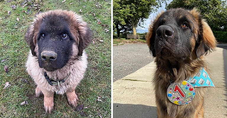 Leonberger Puppies