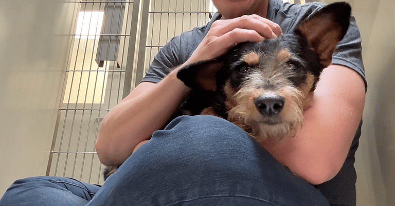 sitting with dogs TRAVIS