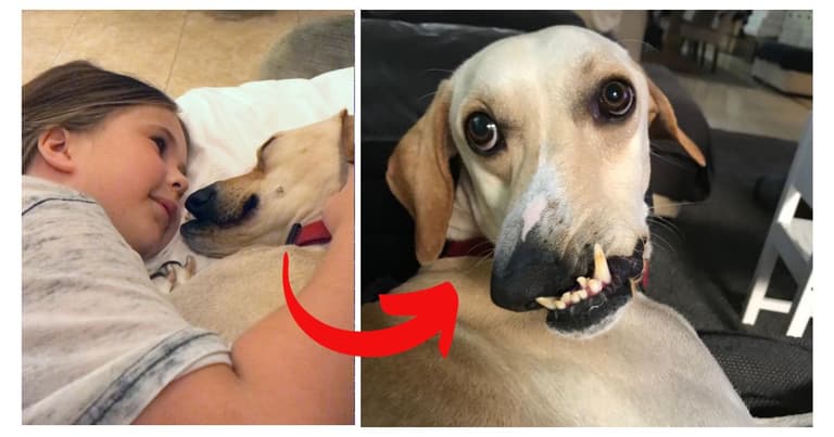 Alan the wonky dog