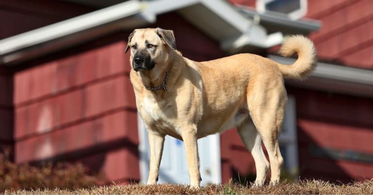 Kangal Dog