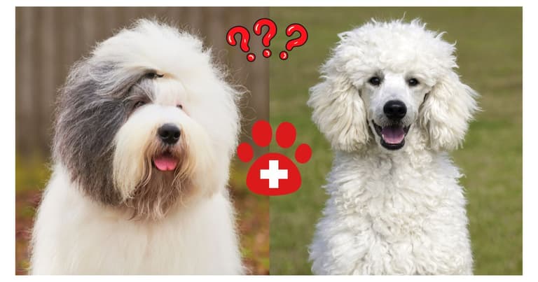 sheepadoodle