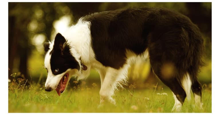 Dehydration in Dogs