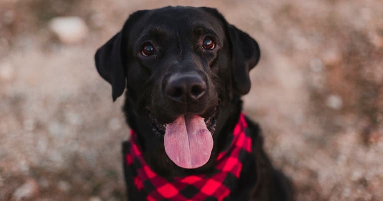 Black Dog Names