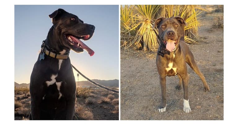 Cole, A Loyal Pitbull