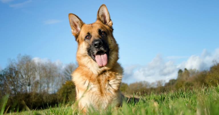 German Shepherd Names