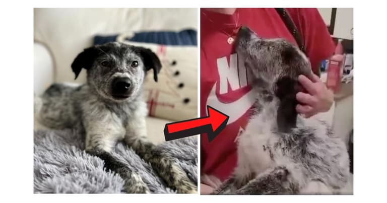 Puppy Abandoned With Muzzle Taped Shut; Rescuers Stunned By Response