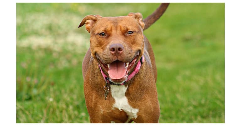 Pitbull Dog Names