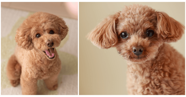 Teacup Poodles