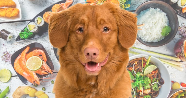 Asian Food-Inspired Names For Dogs