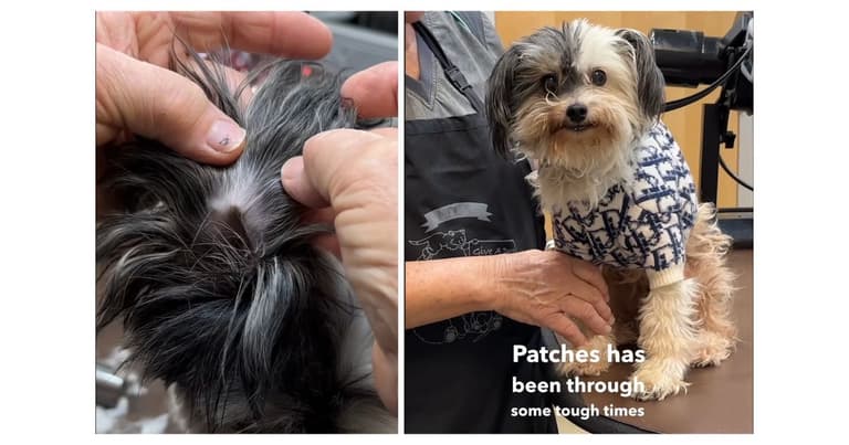 Dog grooming: Dog's Tragic Past Exposed When Groomer Attempts to Trim Her Ear