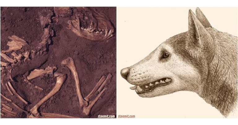 World's First Dog