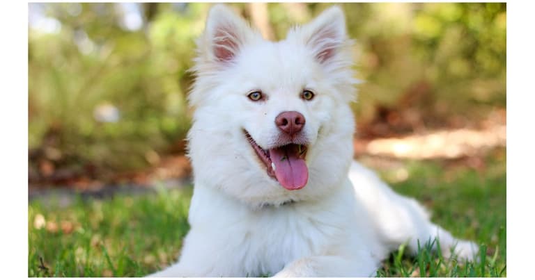 White Dog Names