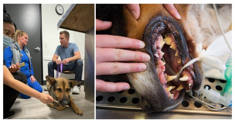 dog root canal