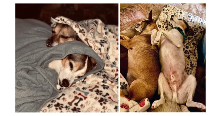 Signs From Beyond? Grieving Family Stunned New Dog Mimics Previous Pup’s Quirks: 13-year-old Jack Russell terrier Tex