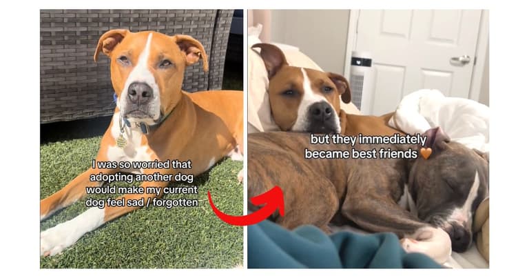 Dog Rescue: Rescued Puppy Brings Pure and Unexpected Joy to Pit Bull Sibling