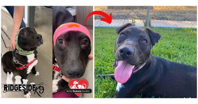 Dog rescue: Shelter Dog Spent Entire Life Behind Bars. Now He's Getting 2nd Chance Thanks to Caring Strangers