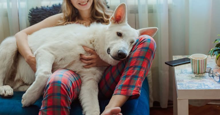 best apartment dogs