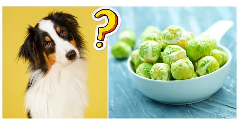 Can Dogs Eat Brussels Sprouts