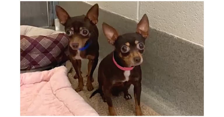 Sitting with dogs - bonded pair