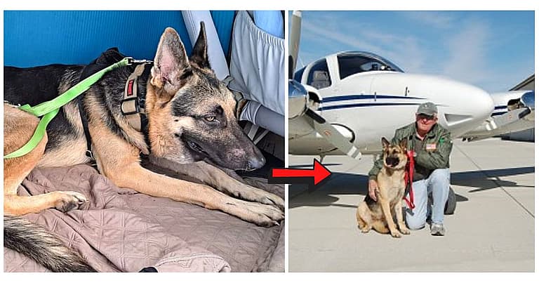 Lyon the German Shepherd looking for home