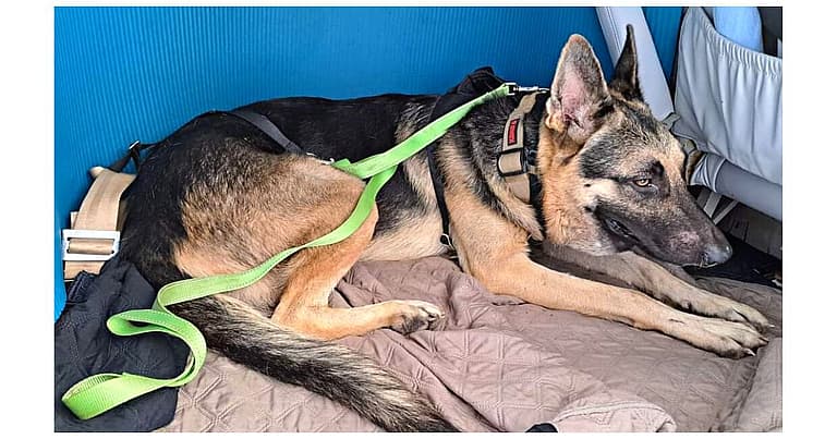 Lyon the German Shepherd looking for home