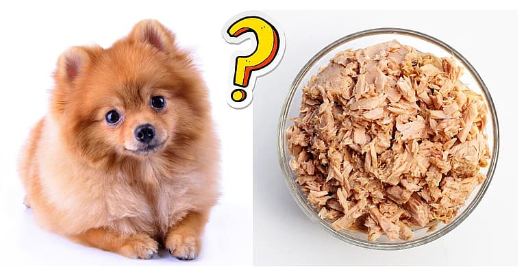 Can Dogs Eat Tuna?