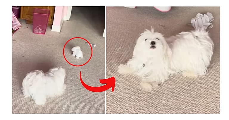 Pup's Priceless Reaction To His Lookalike