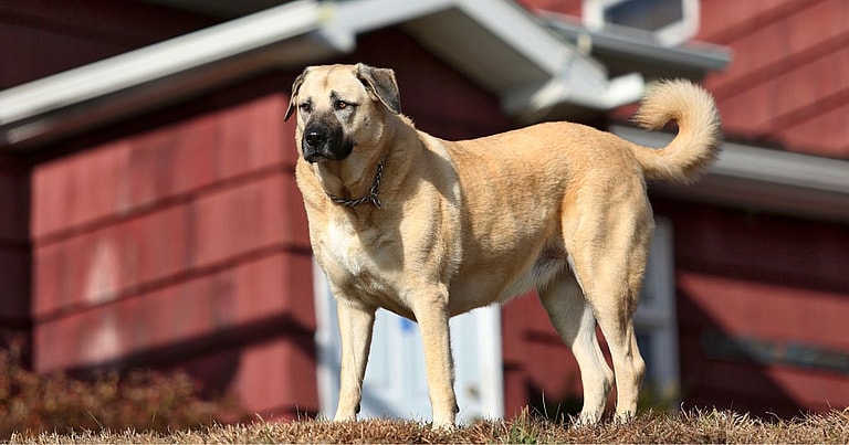 Kangal Dog